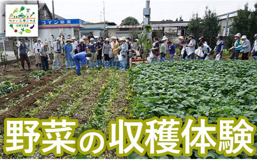 野菜の収穫体験 1470592 - 千葉県八街市