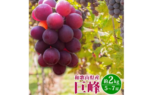 紀州和歌山産の巨峰ぶどう約2kg ※2025年8月下旬頃〜9月上旬頃に順次発送予定