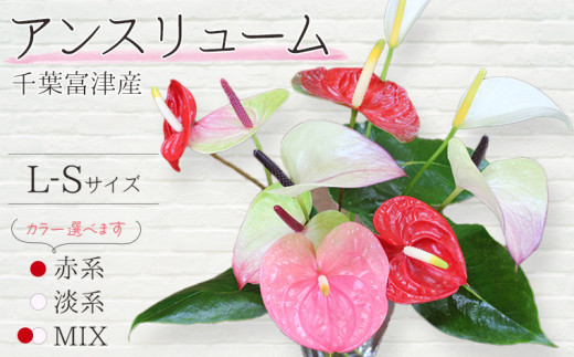 富津産切花アンスリューム(L-Sサイズ)【色合い:赤系】 1264205 - 千葉県富津市