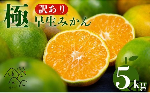 訳あり 極早生 愛媛みかん 5kg 2S から L サイズ サイズミックス 愛媛みかん 温州みかん 柑橘 愛媛 みかん こたつ みかん mikan 蜜柑 ミカン 産地直送 国産 農家直送 糖度 期間限定 数量限定 特産品 ゼリー ジュース アイス 等に 人気 甘い フルーツ 果物 柑橘 ビタミン 健康 美味しい おいしい ジューシー  愛媛県 愛南町 清家ばんかんビレッジ