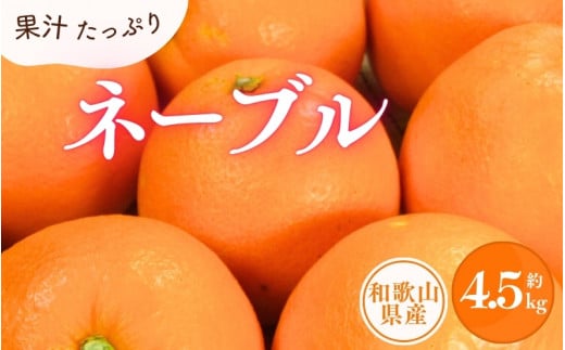 ネーブル 約4.5kg/サイズおまかせ　※2025年1月中旬～2025年2月上旬頃に順次発送予定(お届け日指定不可)　紀伊国屋文左衛門本舗【ntbt431B】 858255 - 和歌山県太地町