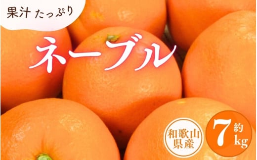 ネーブル 約7kg/サイズおまかせ　※2025年1月中旬～2025年2月上旬頃に順次発送予定(お届け日指定不可)　紀伊国屋文左衛門本舗【kztb430A】 763837 - 和歌山県古座川町