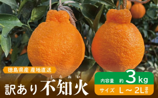 【3kg】 訳あり 果物 しらぬい L ～ 2L 混合 サイズ不揃い 先行予約 令和 7年産 1箱 不知火 柑橘 阿波市産 1448657 - 徳島県阿波市