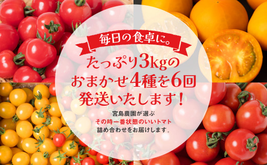 たっぷり3kgのおまかせ4種を6回発送いたします。