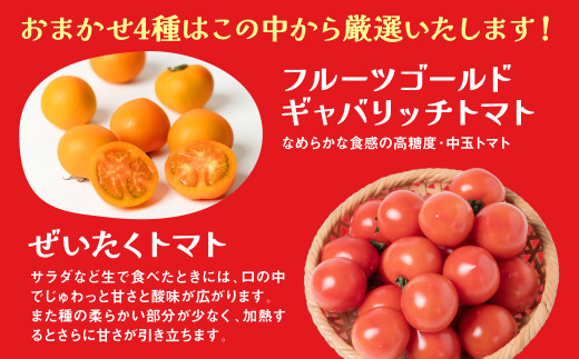 この中から厳選したトマトを4種お届けします！何が届くかはお楽しみに♪