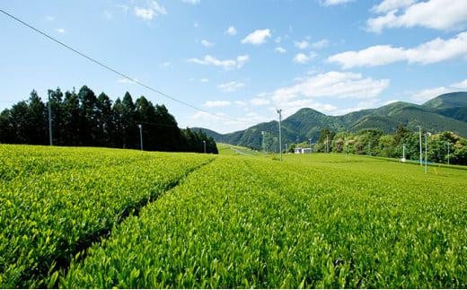 訳あり】本山茶（ほんやまちゃ）200ｇ× 5本 - 静岡県静岡市｜ふるさとチョイス - ふるさと納税サイト