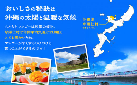 沖縄県今帰仁村のふるさと納税 今帰仁マンゴーA級2kg【先行予約】【2025年6月中旬～7月頃発送】生産者直送