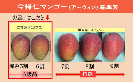 沖縄県今帰仁村のふるさと納税 今帰仁マンゴーA級2kg【先行予約】【2025年6月中旬～7月頃発送】生産者直送