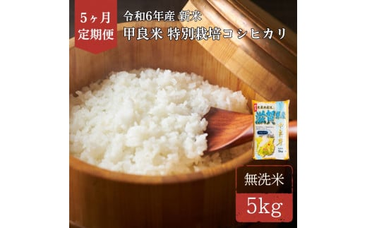 400個限定[令和6年産新米]甲良米 特別栽培コシヒカリ 無洗米 5kg 5ヶ月連続