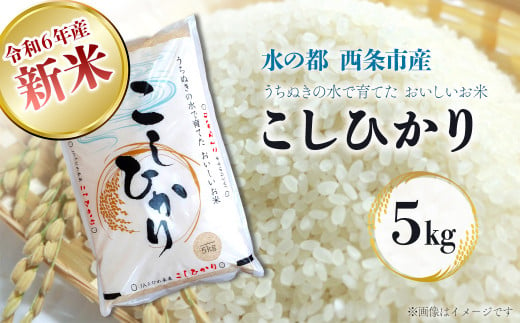 令和6年産 新米  西条産のお米 「コシヒカリ」（５kg）　こしひかり 米 精米 新米  251104 - 愛媛県西条市