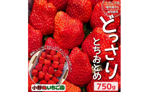 栃木県産 どっさりとちおとめ【750g】 ｜ 家庭用 完熟 朝摘み 苺 いちご イチゴ とちおとめ 果物 フルーツ 秀品 栃木県 壬生町 産地直送 ※2024年12月中旬～2025年3月下旬頃に順次発送予定 ※離島への配送不可 1444786 - 栃木県壬生町