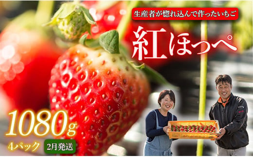 生産者が惚れ込んで作るいちご【2月発送】いちご 1080g 270g×4 イチゴ 苺 ストロベリー 紅ほっぺ べにほっぺ 送料無料 取り寄せ おすすめ 人気 プレゼント ギフト 国産 内容量 予約受付 選べる 贈答 お好み 定期 美味しい 果物 茨城  2025年分 予約受付 鉾田 村田農園 紅ほっぺの村田