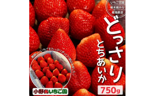 栃木県産 どっさりとちあいか【750g】 ｜ 家庭用 完熟 朝摘み 苺 いちご イチゴ とちあいか 果物 フルーツ 秀品 栃木県 壬生町 産地直送 ※2024年11月中旬～2025年3月下旬頃に順次発送予定 ※離島への配送不可 1444783 - 栃木県壬生町