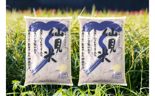 令和6年産 特別栽培米コシヒカリ 「仙見米」10kg 新潟県 五泉市 （有）川内ライスプラント 583728 - 新潟県五泉市