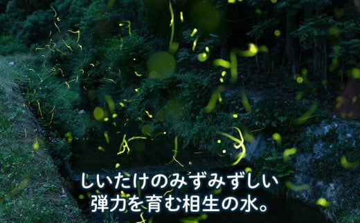 兵庫県相生市のふるさと納税 【有機】深山農園の 有機 中身美人の新鮮しいたけ ～アウトレット～750g