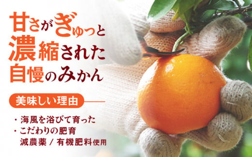 長崎県諫早市のふるさと納税 【先行予約】冷凍 伊木力みかん 400g×4袋 計1.6kg / みかん ミカン 蜜柑 冷凍みかん 冷凍 果物 くだもの フルーツ / 諫早市 / 山野果樹園 [AHCF006]