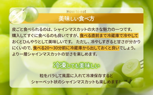 2025年分発送】 ご家庭用 訳あり シャインマスカット 2㎏ 先行予約 先行 予約 訳あり ワケアリ わけあり 山梨県産 産地直送 フルーツ 果物  くだもの ぶどう ブドウ 葡萄 シャイン シャインマスカット 新鮮 人気 おすすめ 国産 贈答 ギフト お取り寄せ 甘い 皮ごと 種なし 山梨