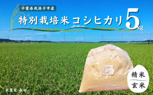 [令和6年産 新米]冷めても美味しい! 特別栽培米 コシヒカリ 5kg 精米/玄米