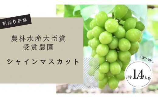 【先行予約2025年8月頃発送】大府市産　シャインマスカット1.4kg(2～3房入） 1445420 - 愛知県大府市