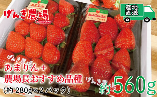 [予約受付] いちご あまりん +農場長おすすめ品種 560g (280g×2P) 選べる発送月 苺 食べ比べ イチゴ ストロベリー 産地直送 ご当地 果物 くだもの フルーツ デザート 食品 冷蔵 げんき農場 埼玉県 羽生市