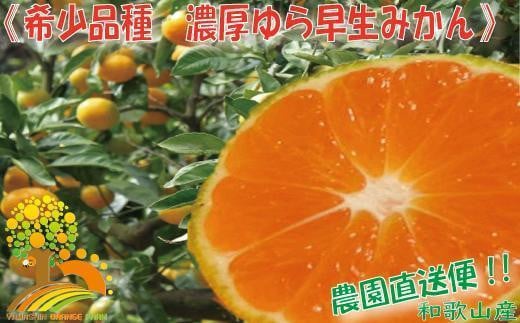 濃厚な味わい ゆら早生みかん約7kg 希少品種《有機質肥料100%》【2024年10月より順次発送】 589740 - 和歌山県印南町