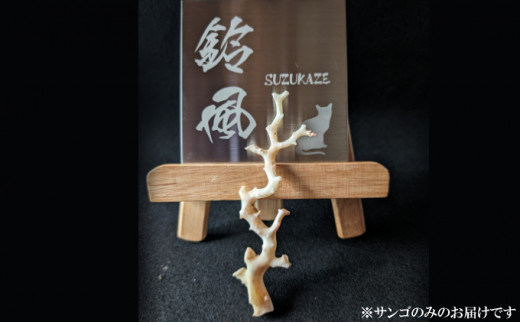 室戸産サンゴ原木 約21ｇ（6匁） 白珊瑚 インテリア オブジェ 国産 魔除け 邪気払い パワーストーン アクアリウム