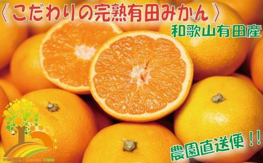\農家直送/こだわりの有田みかん 約10kg【2024年11月より順次発送】 589744 - 和歌山県印南町