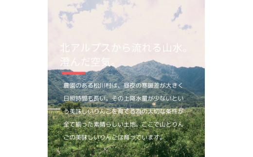 長野県松川村のふるさと納税 *山とりんご 安曇野 松川村産 ぐんま名月 約 5kg ｜ リンゴ りんご 林檎 果物 フルーツ 果実 果汁 ぐんま名月 ぐんまめいげつ 長野県 松川村 北アルプス 信州