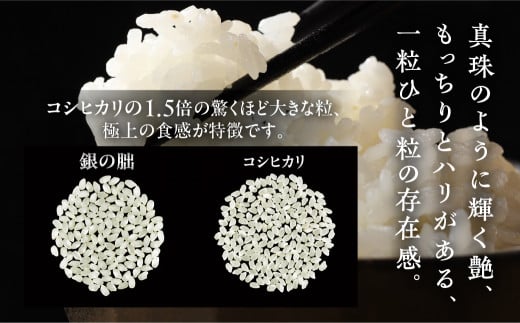 新米予約受付】銀の朏【定期便】5kg×6回【2024年産米】≪テレビで紹介!!幻の米≫ 皇室献上米 化学肥料不使用 いのちの壱 5キロ×6か月（計 30キロ）定期  精米 お米 令和6年産 銀のみかづき ぎんのみかづき 計 30kg （隔月 や 配送月が選べる） - 岐阜県下呂市｜ふるさと ...