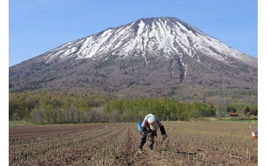 ＜数量限定・早期予約＞北海道真狩村産　グリーンアスパラ約1kg【2025年産】