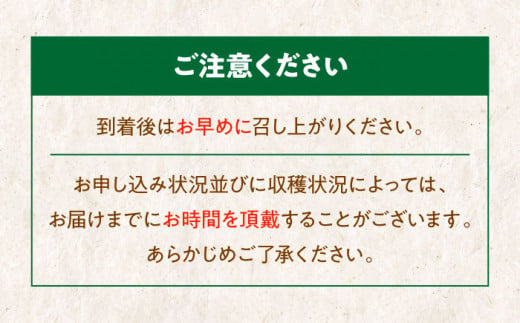 生産量日本一！家族で毎日食べられる！キウイフルーツ 約5kg 