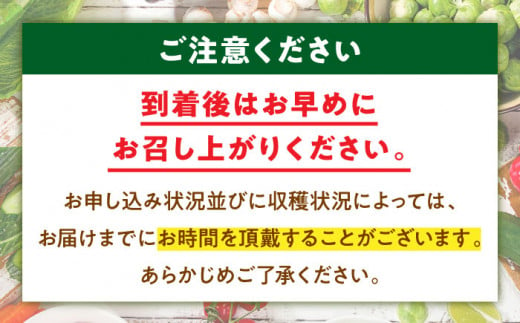 【全12回定期便】【シェフの目線】栽培期間中農薬不使用！大満足 旬のお野菜セット