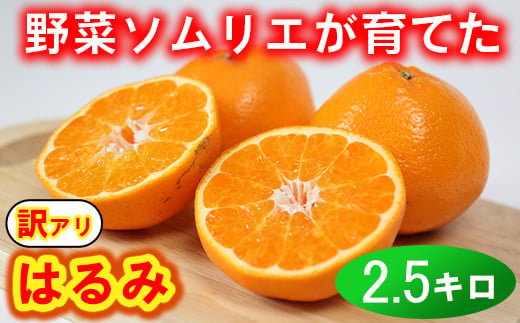 【訳あり・優品】野菜ソムリエ石児さんの「はるみ 2.5kg」 ミカン みかん 柑橘 2.5kg 柑橘類 はるみ 訳あり フルーツ 1月 2月 先行予約 ＜103-027_6＞ 1446806 - 大分県杵築市