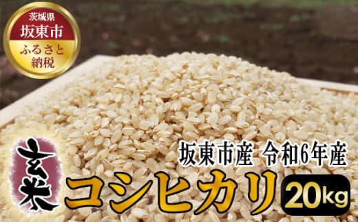 No.411 玄米 コシヒカリ20kg【令和6年産】 ／ おこめ こしひかり げんまい 茨城県｜ふるラボ