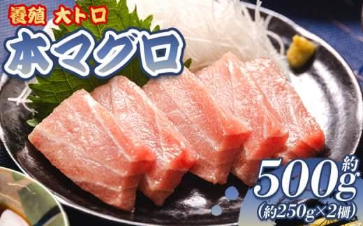 本マグロ 大トロ  2冊 養殖 約500g - 鮪 まぐろ 寿司 刺身 海鮮丼 漬け丼 カルパッチョ おつまみ 海産物 魚介 海の幸 高知県 香南市 oo-0001 1449514 - 高知県香南市