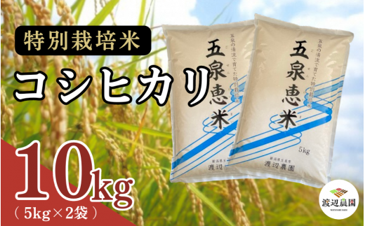 【令和6年産新米】 渡辺農園の特別栽培米コシヒカリ 10kg(5kg×2袋) 新潟県 五泉市 渡辺農園 620691 - 新潟県五泉市