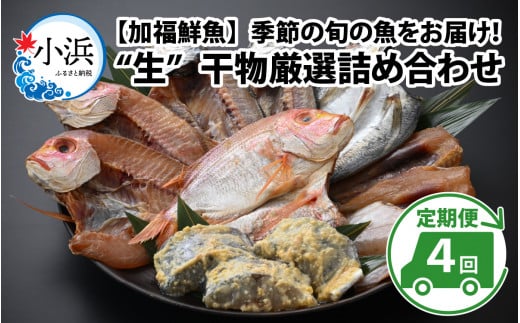 【定期便】 【全4回(3ヶ月毎発送)】 "生"干物厳選詰め合わせ 【加福鮮魚】 季節の旬の魚をお届け！ 1450622 - 福井県小浜市