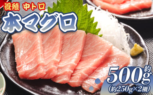 本まぐろ 中トロ 約500g 2冊 養殖 本鮪 ブロック - 鮪 まぐろ 寿司 刺身 海鮮丼 漬け丼 カルパッチョ おつまみ 海産物 魚介 海の幸 高知県 香南市 oo-0002 1449515 - 高知県香南市