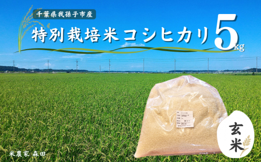 冷めても美味しい! 特別栽培米 コシヒカリ 5kg(玄米) 農家直送 千葉県産