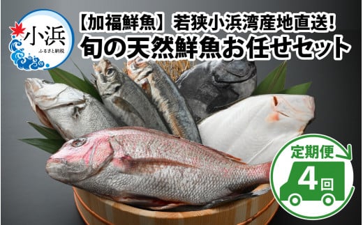 [定期便] [全4回(3ヶ月毎発送)] [下処理済] 旬の天然鮮魚 2kg 以上 おまかせ セット [加福鮮魚]「若狭小浜港産地直送」!