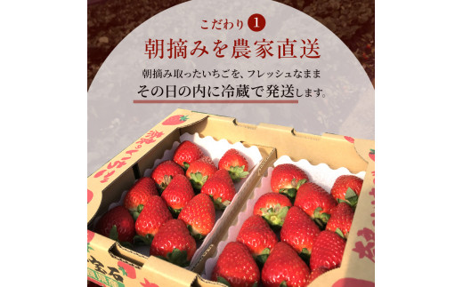 奈良県大和郡山市のふるさと納税 今西さん家の奈良いちご 古都華 約540g(270g× 2パック ) フルーツ いちご 果物 旬 糖度 産地直送 農家直送 旬のフルーツ 旬の果物 お取り寄せ おやつ デザート ことか 苺 冷蔵 冷蔵配送 奈良 大和郡山市 [№5990-0421]