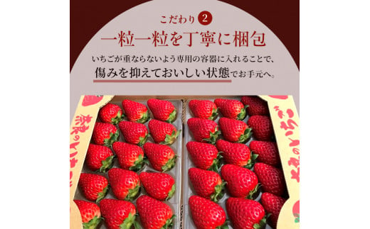 奈良県大和郡山市のふるさと納税 今西さん家の奈良いちご 古都華 約540g(270g× 2パック ) フルーツ いちご 果物 旬 糖度 産地直送 農家直送 旬のフルーツ 旬の果物 お取り寄せ おやつ デザート ことか 苺 冷蔵 冷蔵配送 奈良 大和郡山市 [№5990-0421]