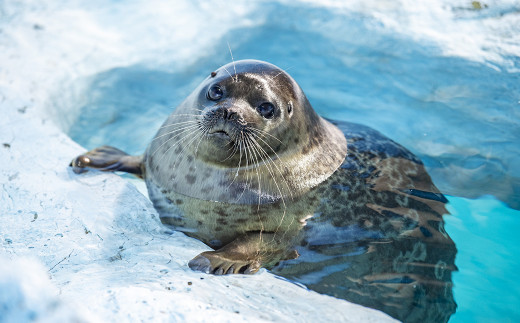 動物とのふれあい体験や、自然環境を再現した11,000点を超える海や川の生き物の飼育展示を通じ、海の世界を体感していただけます。