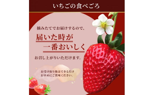 奈良県大和郡山市のふるさと納税 今西さん家の奈良いちご 古都華 約540g(270g× 2パック ) フルーツ いちご 果物 旬 糖度 産地直送 農家直送 旬のフルーツ 旬の果物 お取り寄せ おやつ デザート ことか 苺 冷蔵 冷蔵配送 奈良 大和郡山市 [№5990-0421]