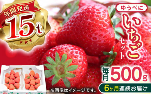 【先行予約】【全6回定期便】熊本県産 ゆうべに いちご  セット 250g×2P 農園直送 産地直送 熊本県産 山都町産 いちご イチゴ 苺 ストロベリー フルーツ 果物 【なかはた農園】[YBI047]  1092693 - 熊本県山都町