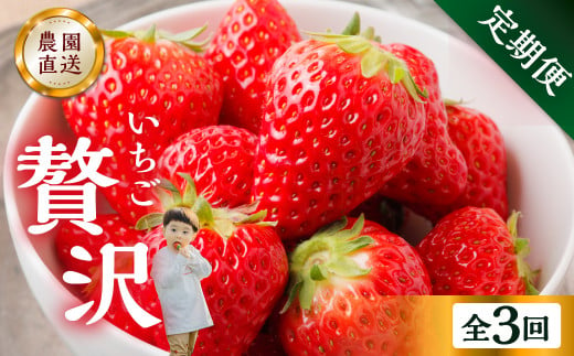 【定期便3回】いちご贅沢 紅ほっぺ 450g 1kg しあわせ苺 サイズ バラバラ 訳あり 訳アリ 含む 農園直送 [mt198] フルーツ 苺 イチゴ 人気 本巣市 果物  先行予約