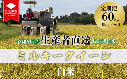 [10kg×6]定期便 令和6年産 新米 ミルキークイーン白米 5kg×2袋 10kg 6ヶ月 お米 ご飯 こめ コメ 特別栽培米 新潟 新潟県 新潟産 新発田 新発田市 新発田産 備蓄食 生産者直送