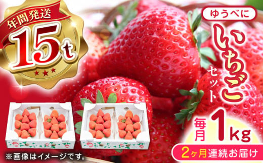 【先行予約】【全2回定期便】ゆうべに いちご セット 250g×4P 農園直送 産地直送 熊本県産 山都町産 いちご イチゴ 苺 ストロベリー フルーツ 果物 【なかはた農園】[YBI050]  1140199 - 熊本県山都町