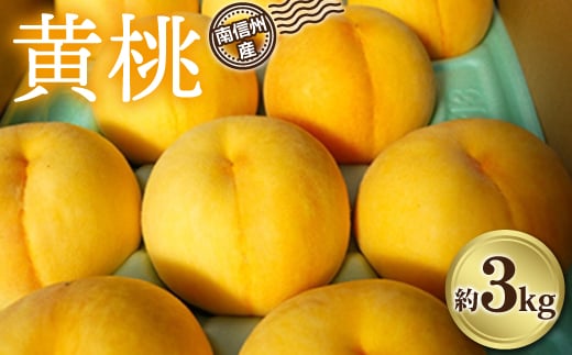 南信州産 黄桃 約3kg | 果物 くだもの フルーツ 柿 桃 もも 黄桃 ジューシー 長野県 信州 南信州 飯田市 989301 - 長野県飯田市