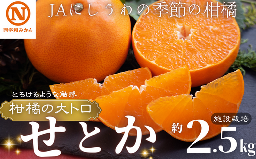 JAにしうわの季節の柑橘(せとか　約2.5kg　化粧箱　施設栽培)＜F08-6＞【1474214】 466504 - 愛媛県八幡浜市